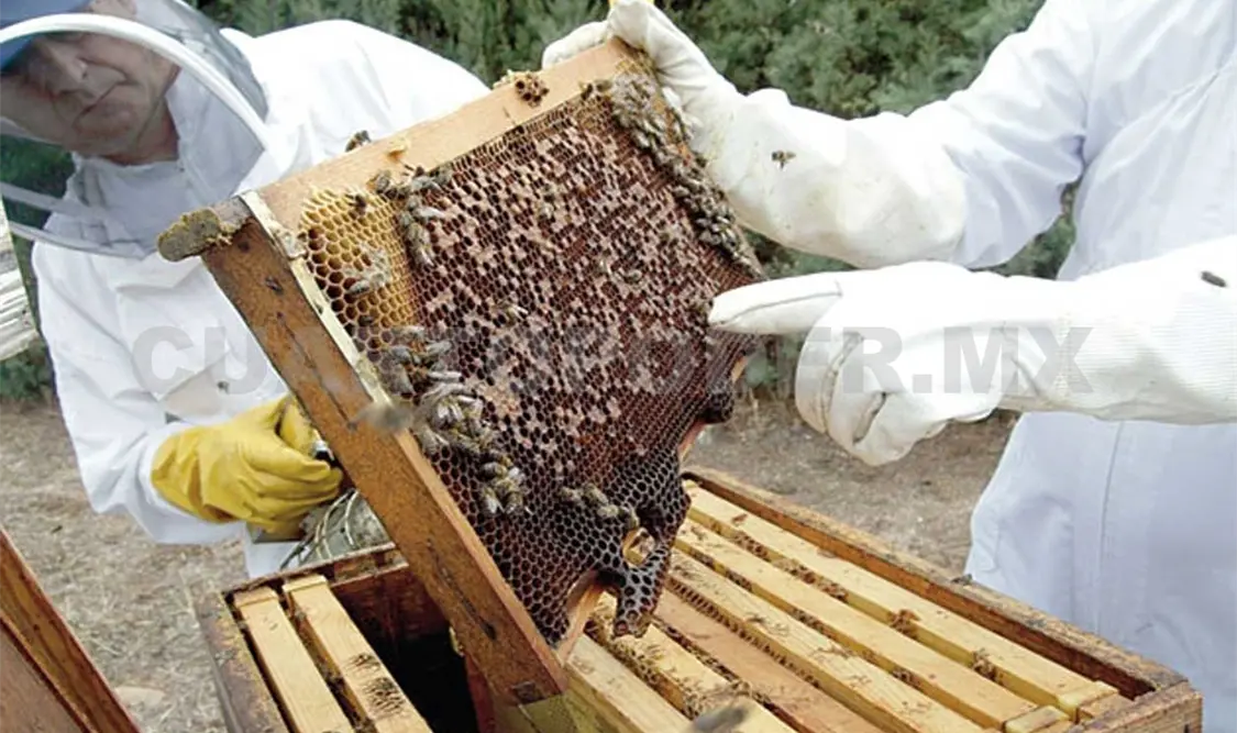 Productores apícolas piden tomar medidas para evitar plagas