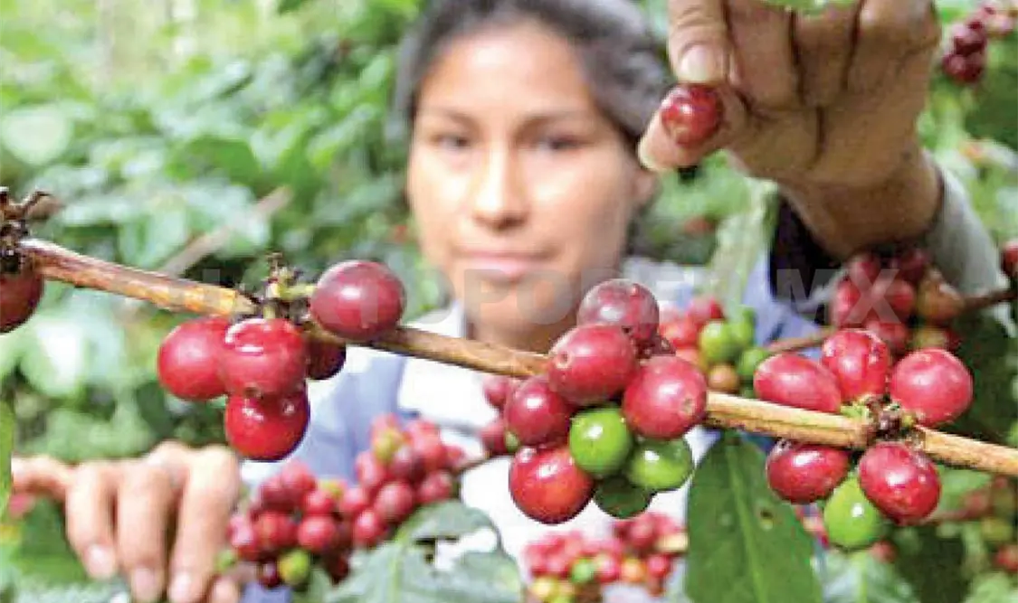 Productores sin registro no recibirán beneficios, advierten