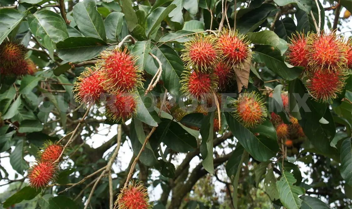 Productores de Rambután buscan mercados del Norte