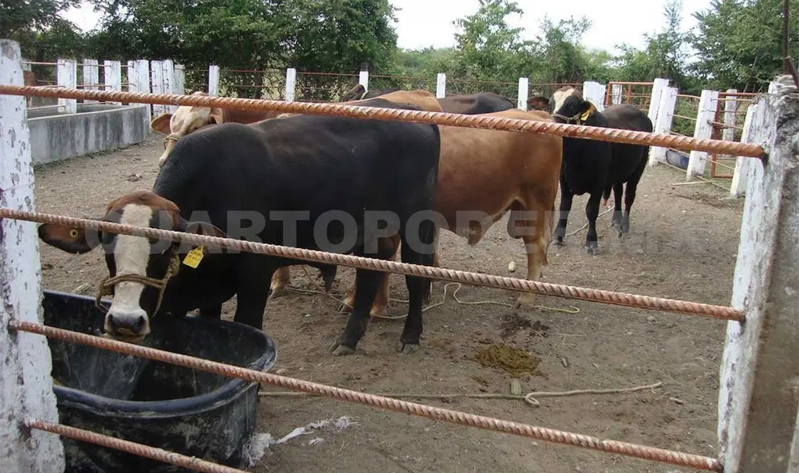 Aumenta el robo de ganado en la zona Costa, denuncian