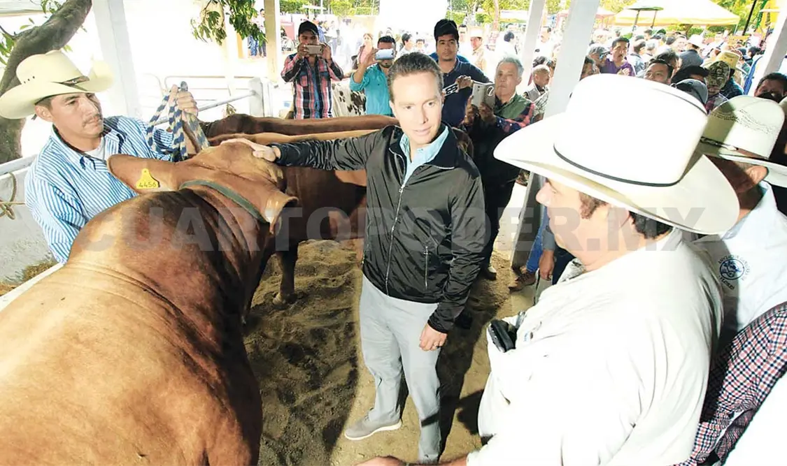 El gobernador inauguró la Expoferia y Expoganadera donde entregó 100 sementales bovinos y 100 sementales ovinos. CP
