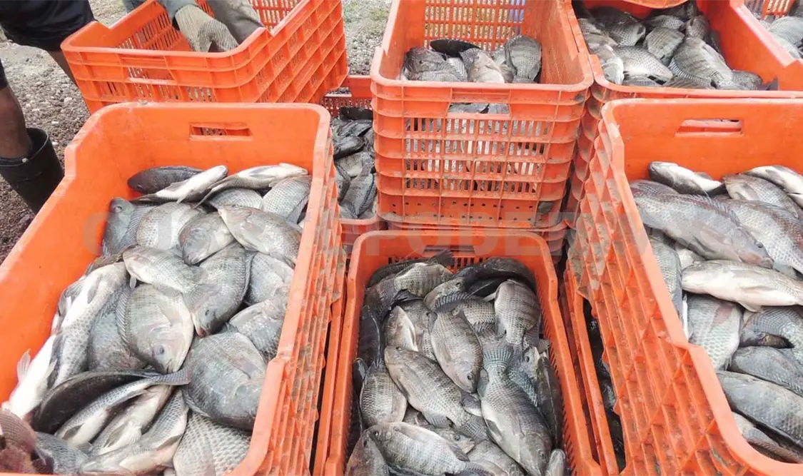 Industrialización de la Mojarra Tilapia avanza en el estado