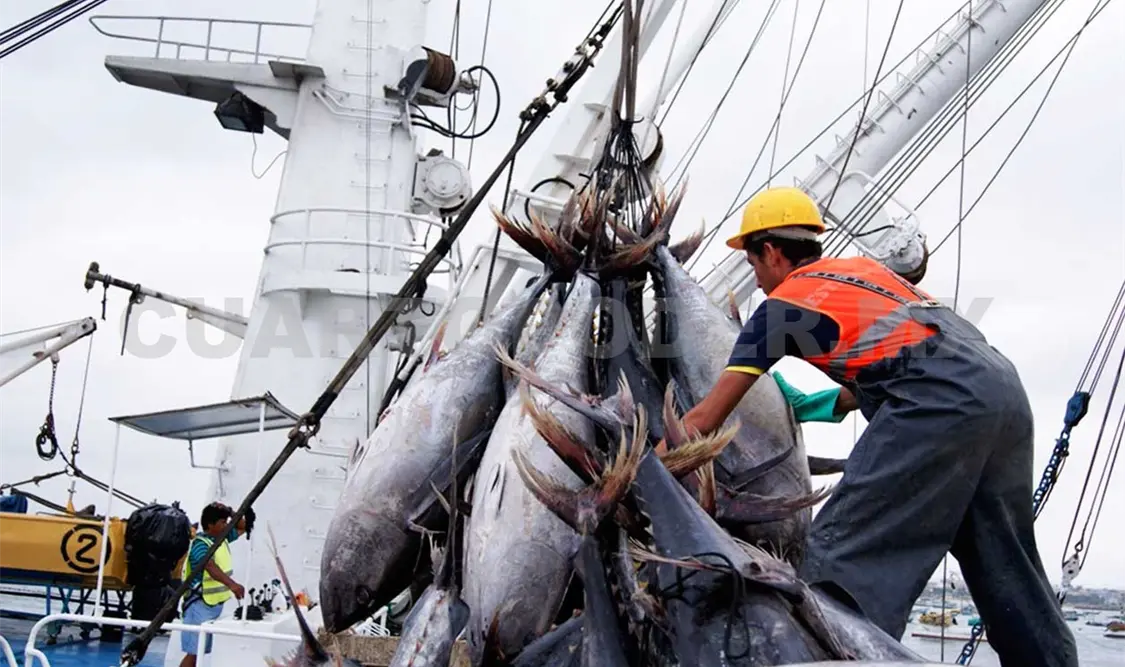 Inicia temporada de pesca de atún