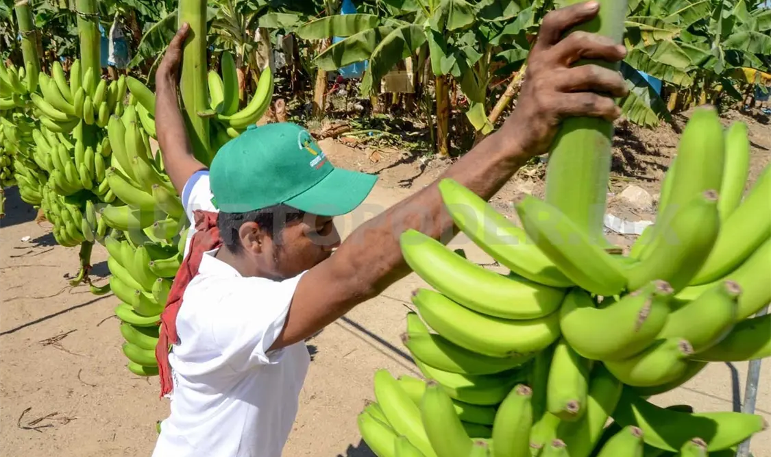 Plátano mexicano llegará a China este 2018