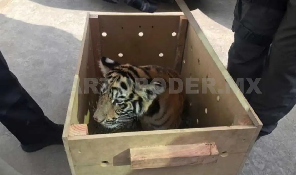 Aseguran cachorro de tigre en aeropuerto