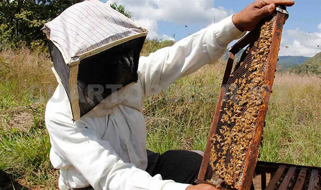 Cambio climático afecta la producción apícola