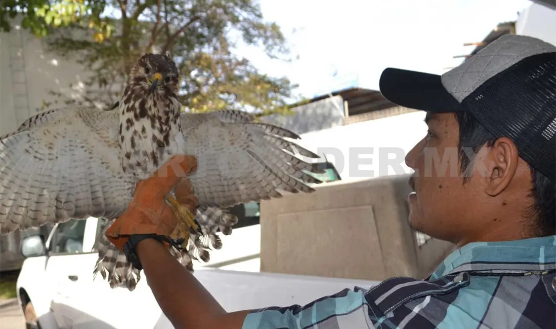 El ave de la especie Buteo nitidus, hembra, juvenil, se encontraba en regulares condiciones físicas. Notimex
