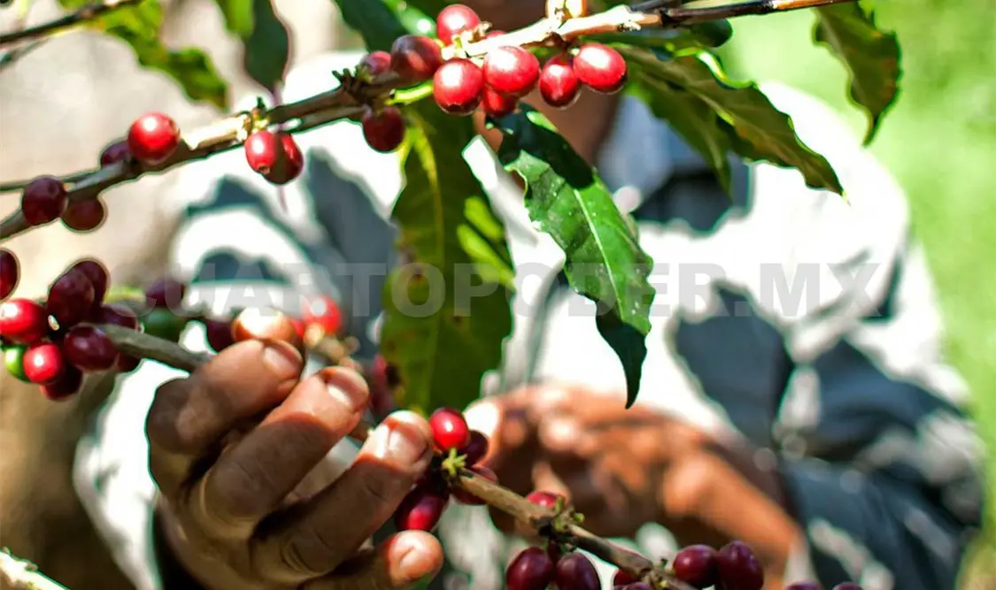 Destinarán 50 mdp a productores no organizados