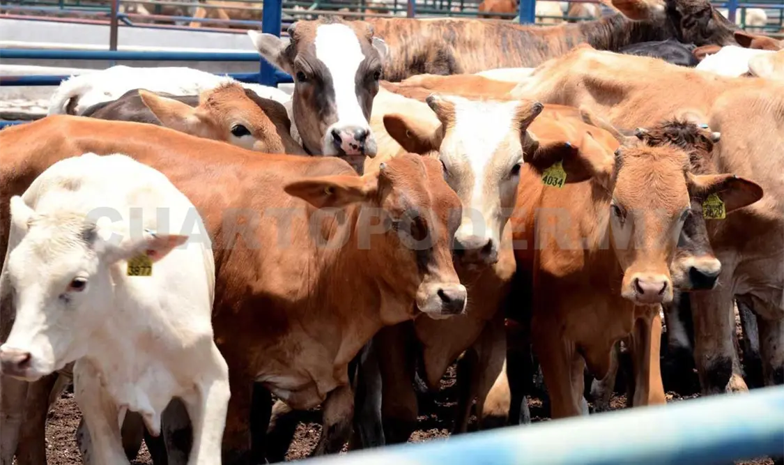 Gobierno de Chiapas fortalece al sector ganadero