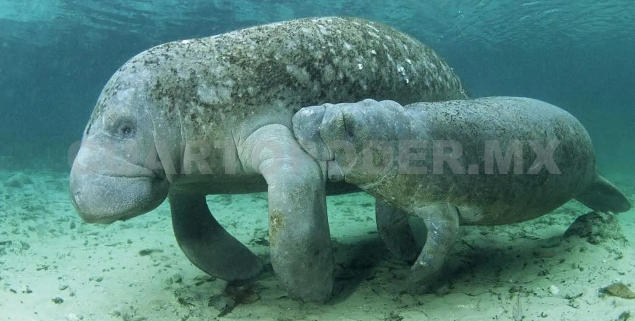 Apoyarán reintroducción de manatí en Francia