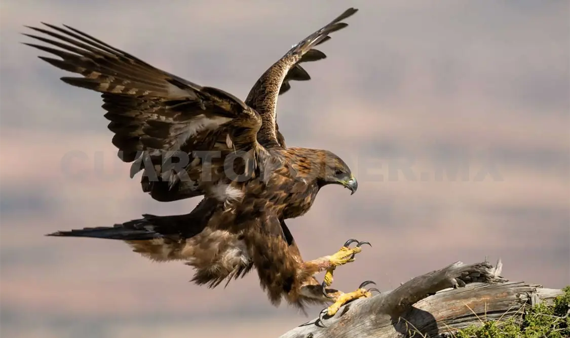 Águila real contribuye a la estabilidad del ecosistema