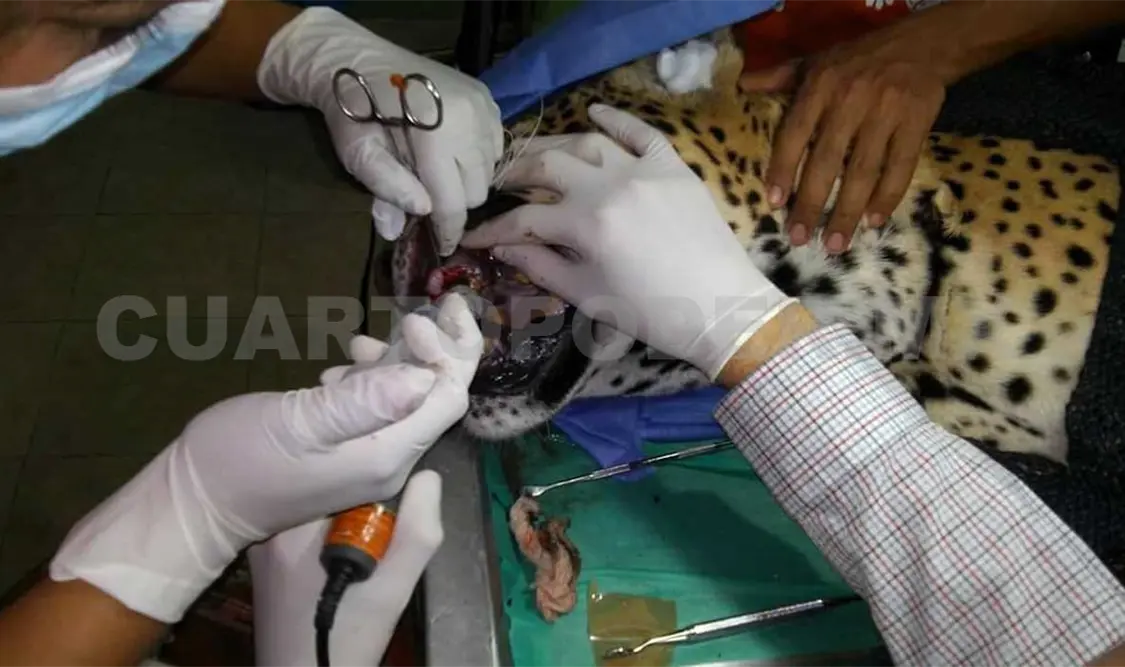 Exitosa intervención odontológica a un jaguar