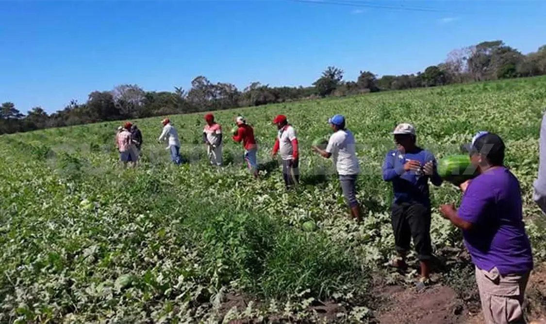 Aumenta producción de sandía