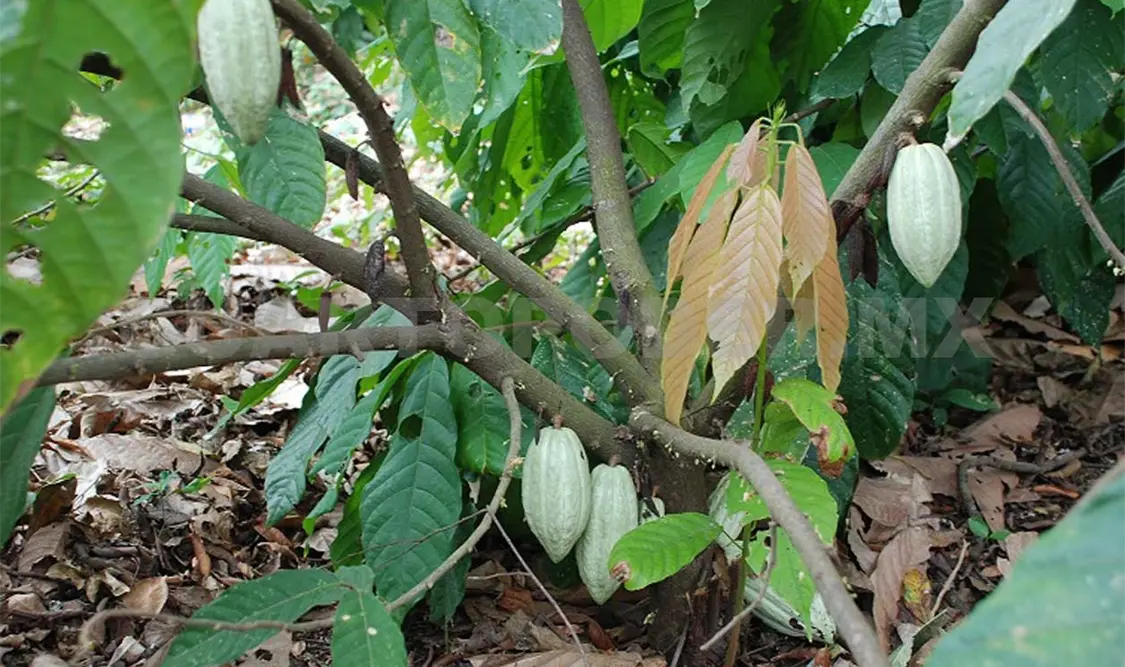 En el país se cultivan 57 mil 756 hectáreas de cacao que logran una cosecha anual superior a las 27 mil toneladas. Rafael Victorio / CP