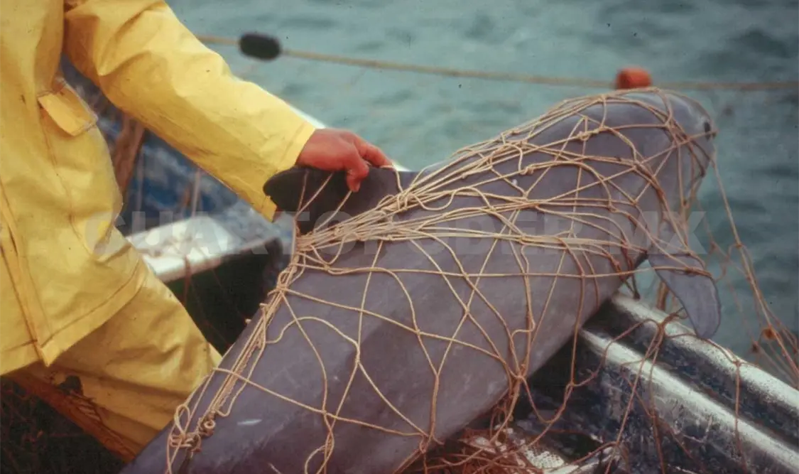 Conservación de Vaquita Marina, fundamental