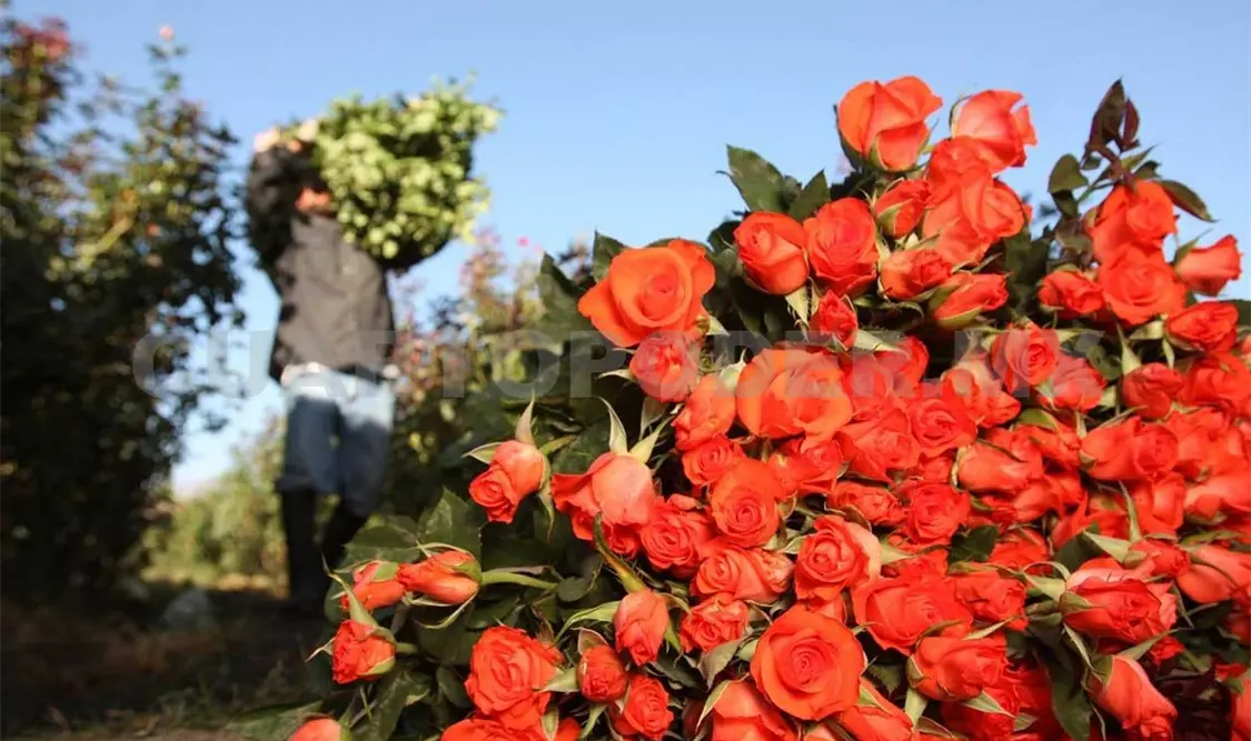 Garantizan abasto de rosas para enamorados