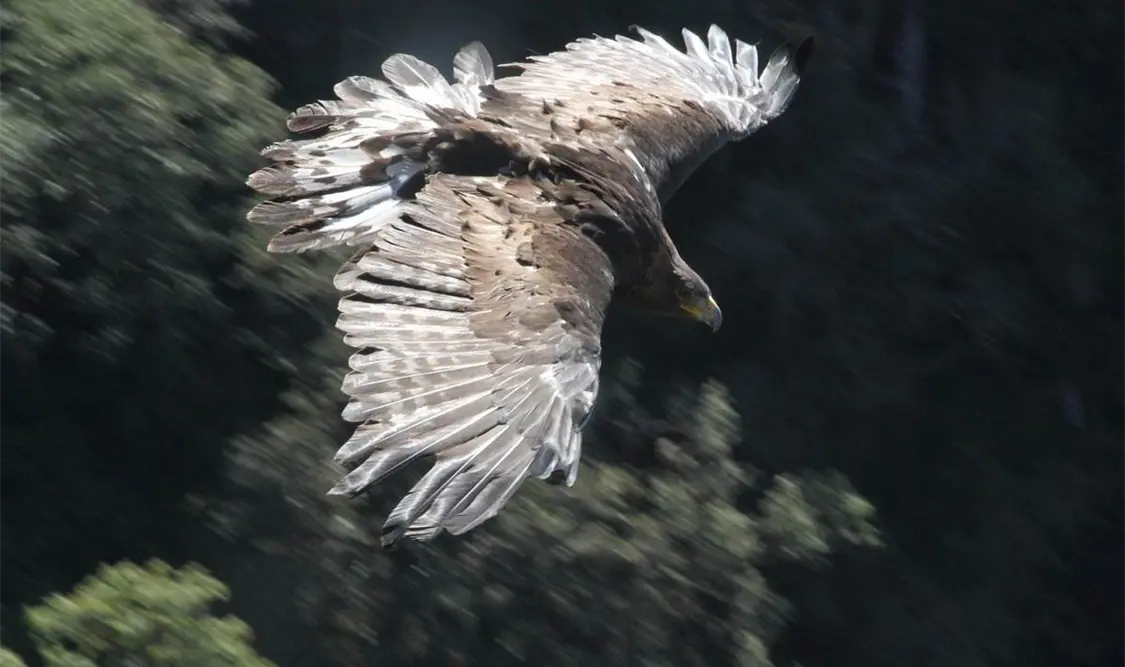 Aumenta población de Águila Real en México