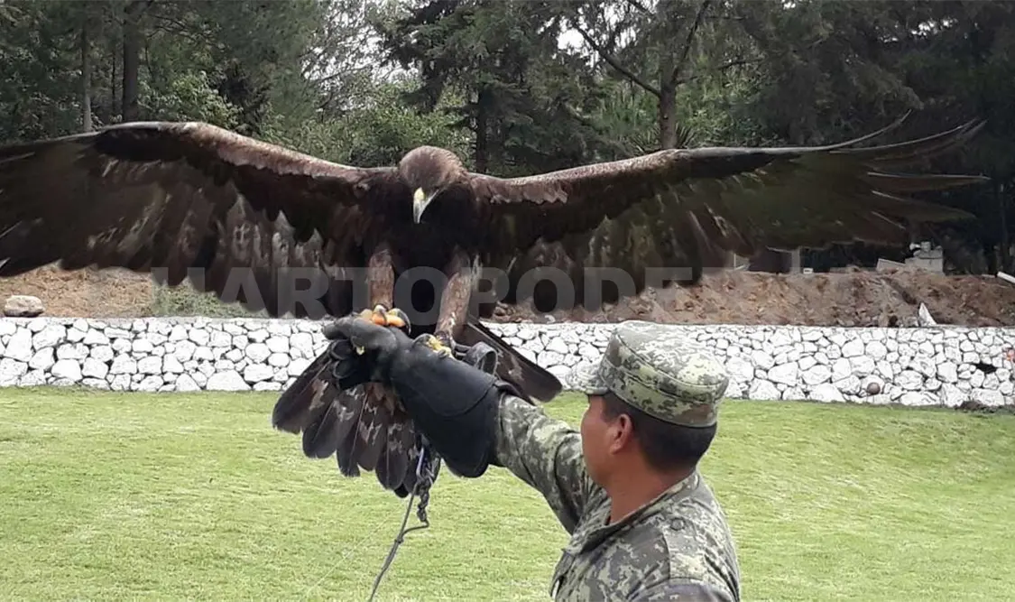 Aumenta población de Águila Real en México