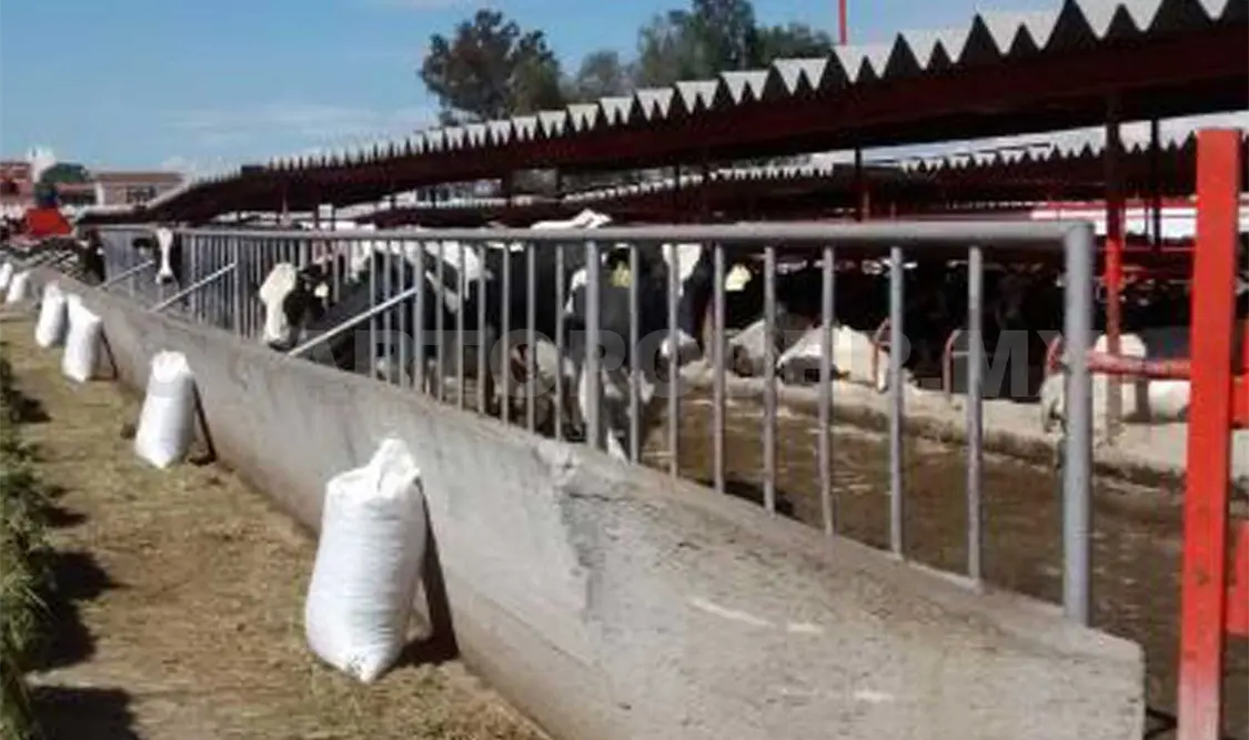 Los incrementos inflacionarios y la paridad del tipo de cambio incrementaron notablemente el costo de producción de la leche. CP