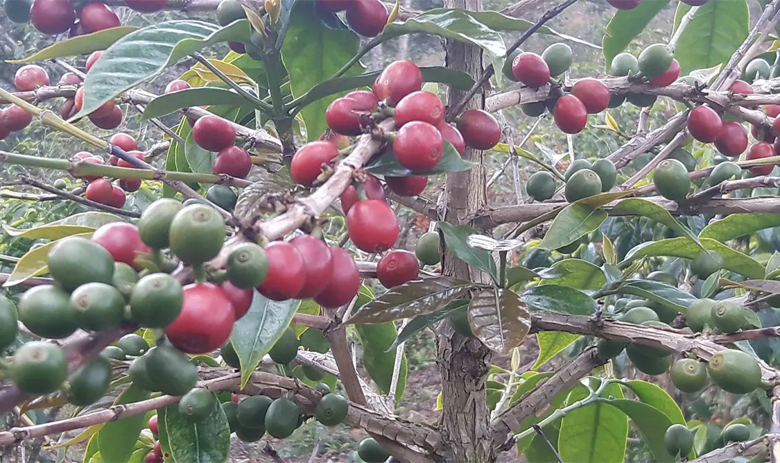 Necesaria la renovación permanente de cafetales. Foto: Guillermo Ramos/Cp