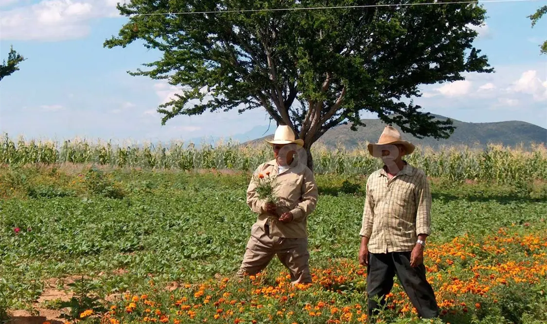 Se suspenderán pagos de incentivos al campo