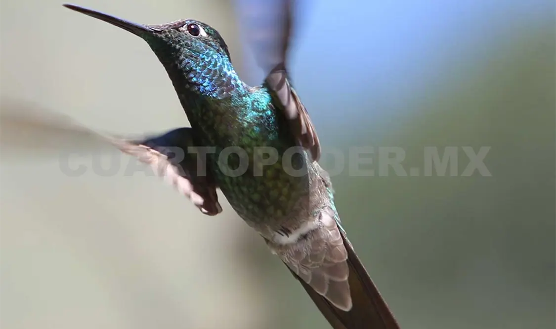 México tiene 58 especies de las que 18 están bajo una amenaza. Notimex