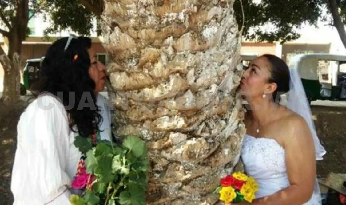 Primera “boda” de personas con árboles