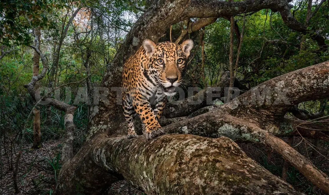 Se busca crear Área Protegida trinacional para jaguar