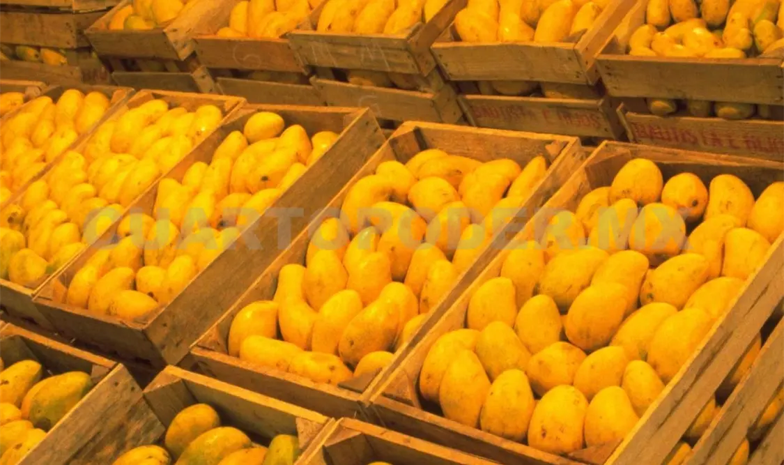 Suprimen plaga de la mosca en mango Ataulfo