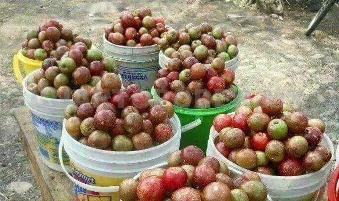 Disminuye producción de Jocote en Chiapa de Corzo