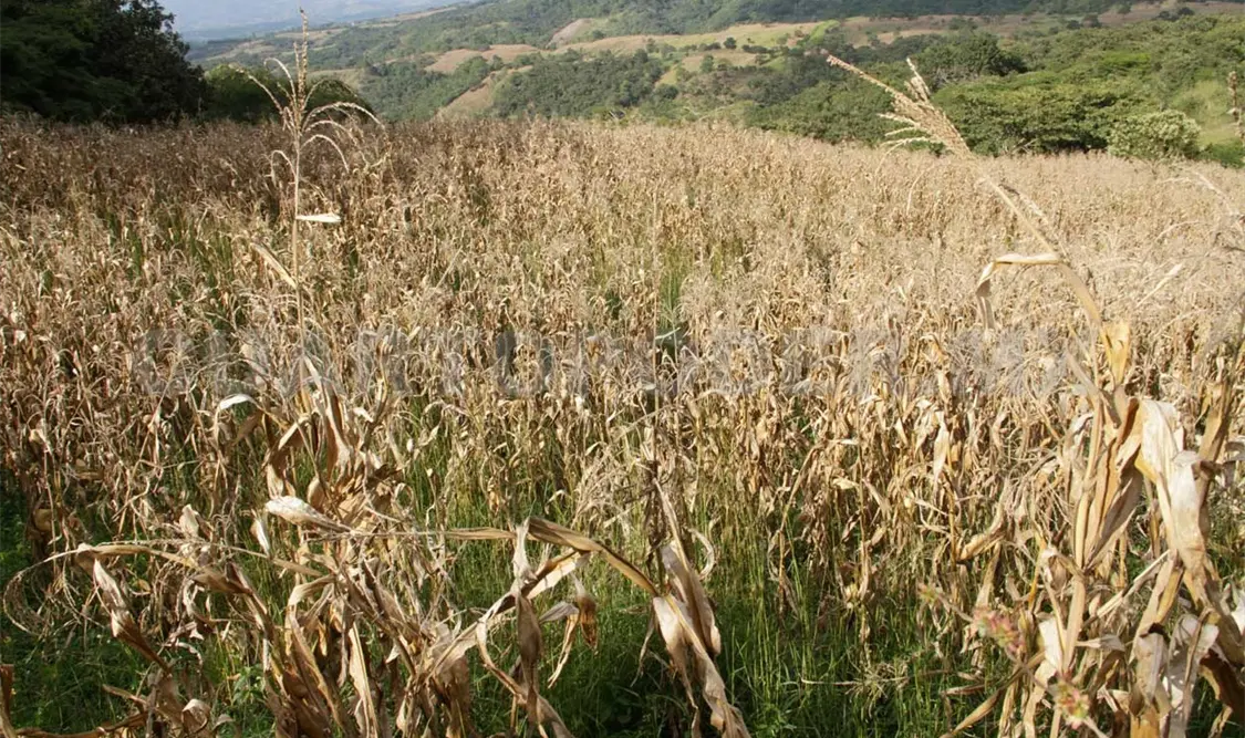 Requiere Chiapas mayor producción local de maíz