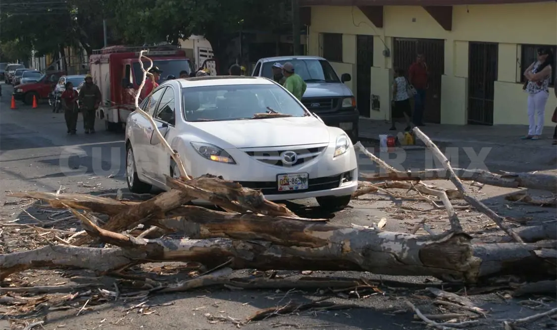 Se desploma árbol y daña automóvil