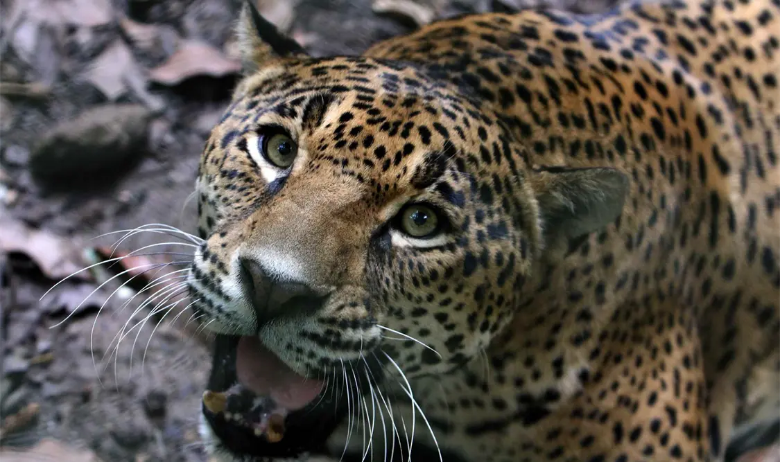 Segundo Censo de población del Jaguar tiene resultados alentadores