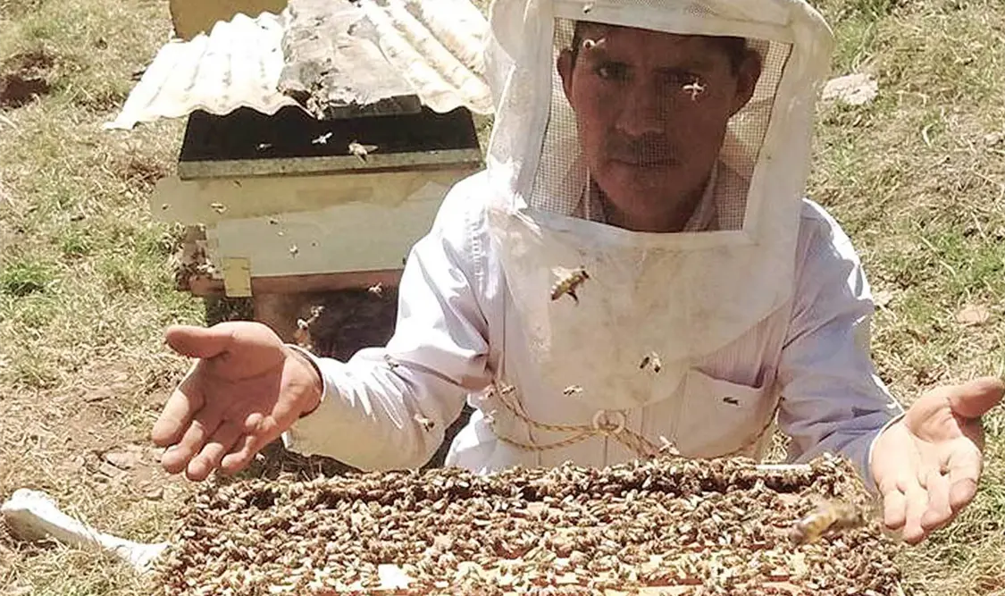 Cae producción de miel; abejas en riesgo de extinción