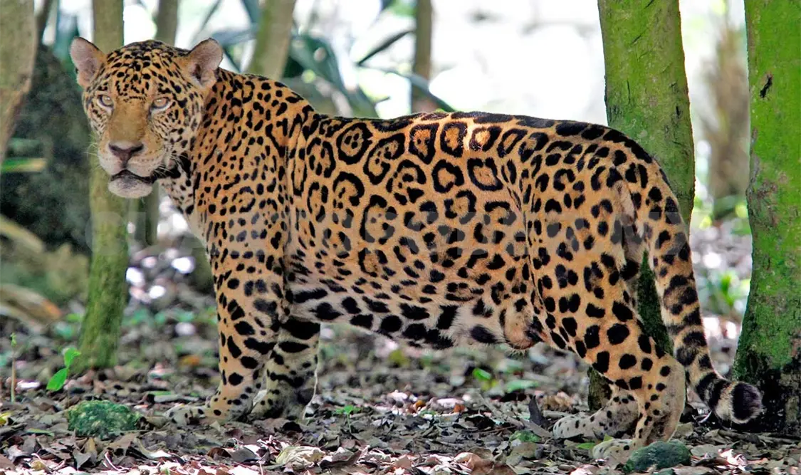 Censo de población del Jaguar con resultados alentadores