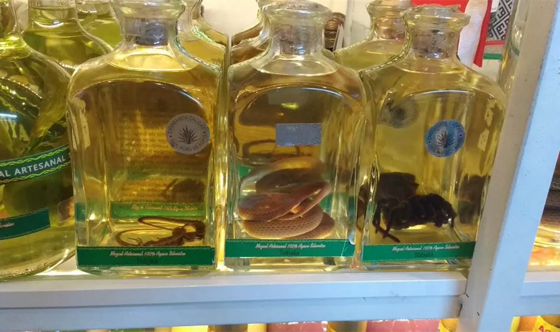 Autoridad ambiental asegura reptiles y arácnidos en mercado de Oaxaca