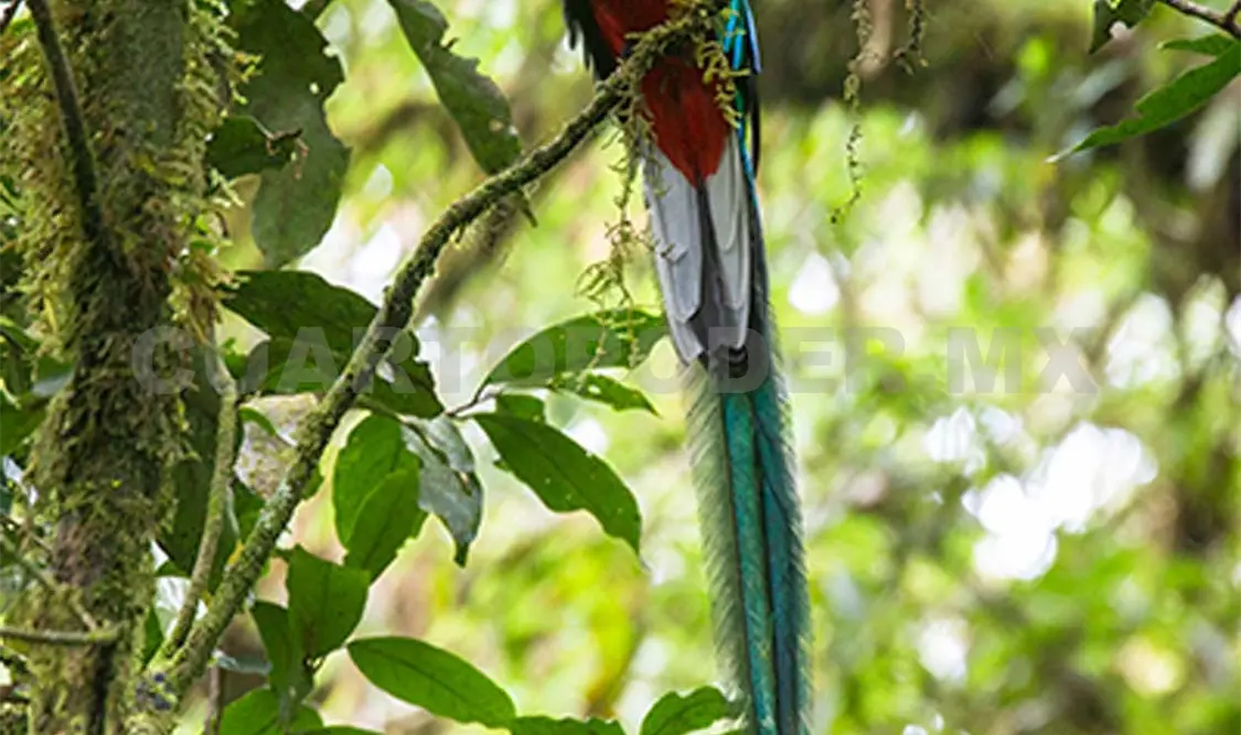 Reserva, prioritaria para conservar aves