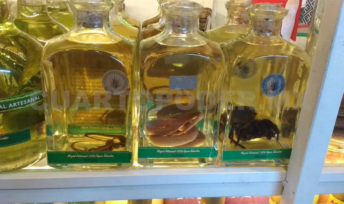 Aseguran reptiles y arácnidos en mercado