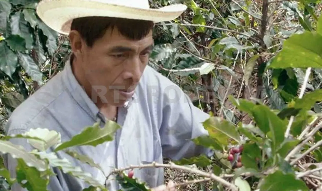 Presentarán realidad del café chiapaneco