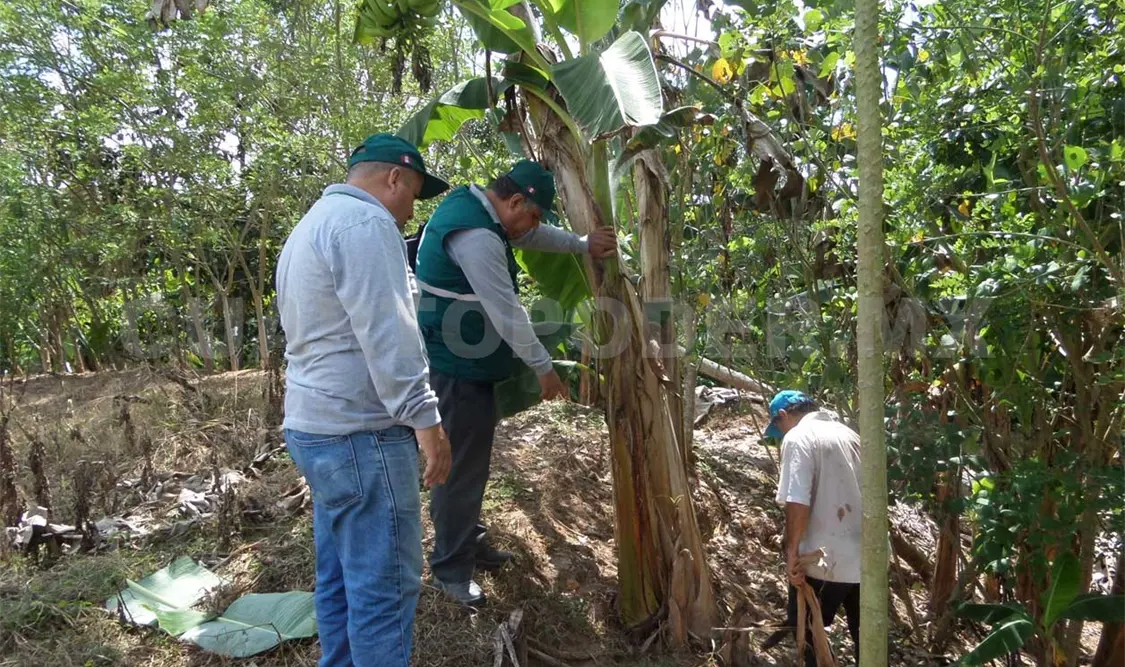 Sigatoka roja, sin presencia en México