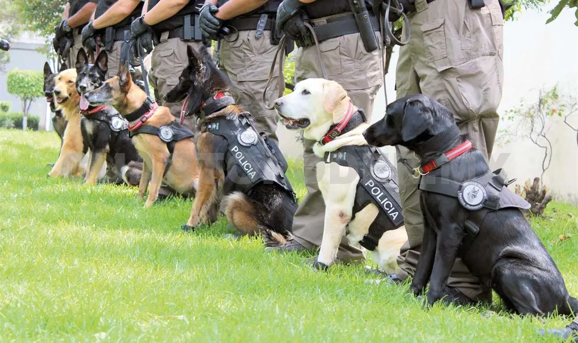 Perros donados, listos para actuar
