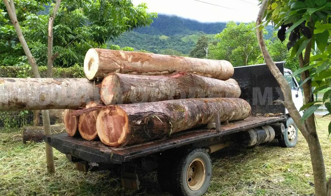 Ilegal, el 70 % de la madera que se consume
