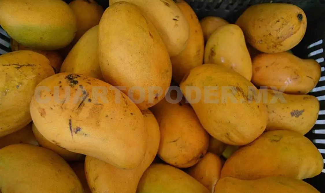 Crece exportación de mango Ataulfo: Pérez Micely