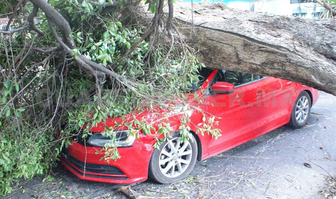 Automóvil es aplastado al desplomarse un árbol