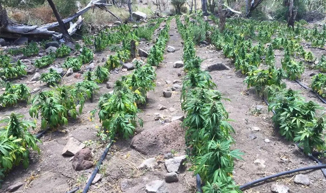 Inician investigación por hallazgo de marihuana