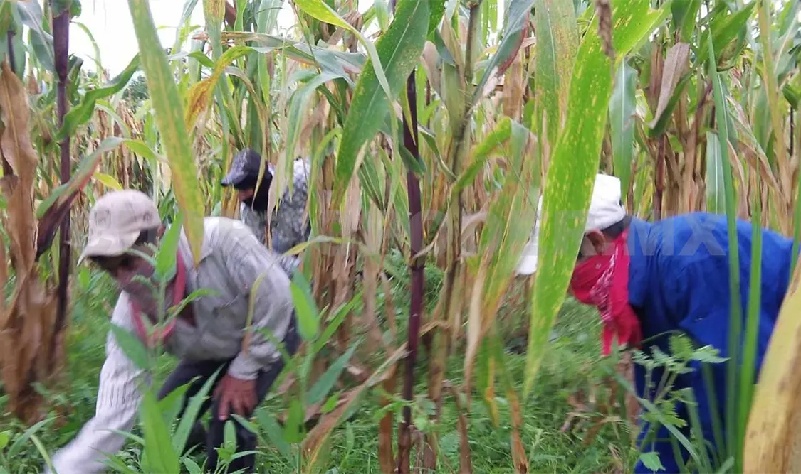Disputa por tierras arroja cuatro indígenas muertos