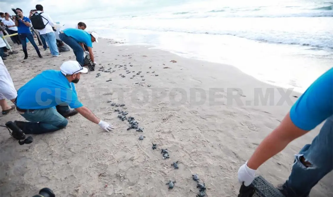 Playas de Tamaulipas esperan arribo de tortugas Lora