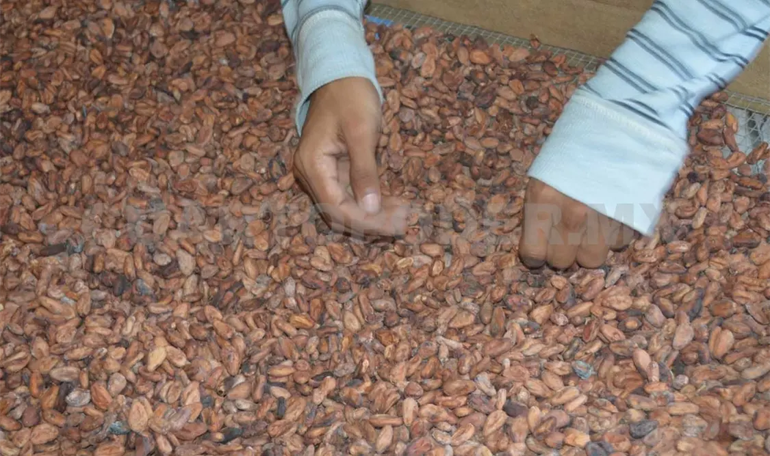 Mejoran precios y cosecha de cacao