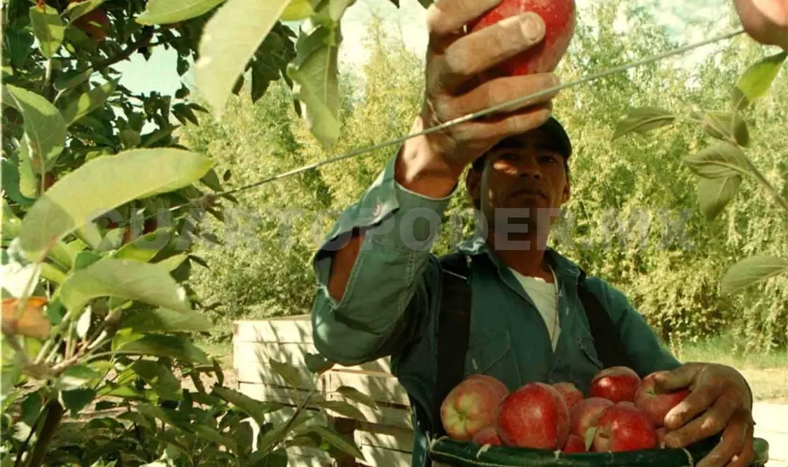 Chiapas, sede de simposio sobre mosca de la fruta
