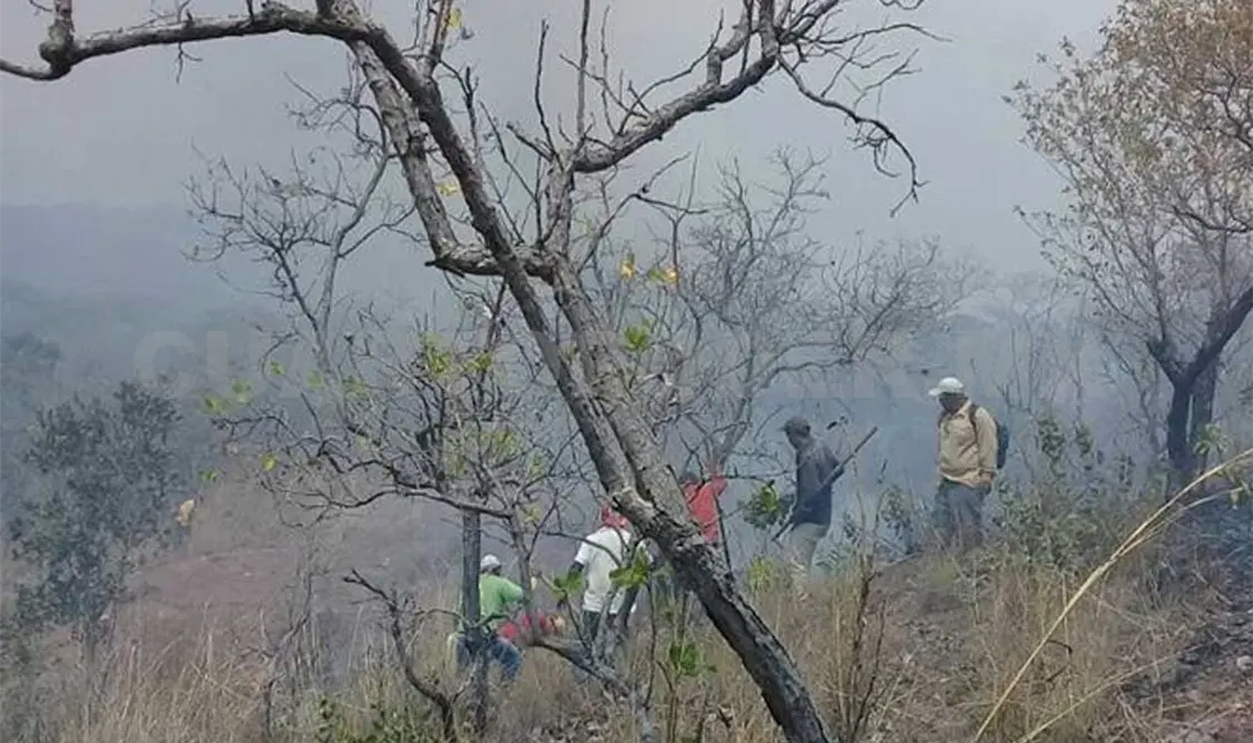 Incendio forestal consumió bosques de pino